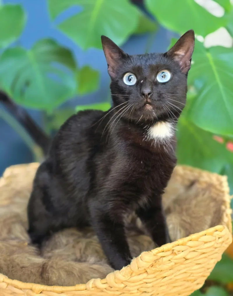A young medium-sized female Black Domestic Short Hair cat named Indigo for adoption in Mullica Hill, NJ