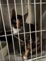 A young medium-sized female Domestic Short Hair cat named Clover for adoption in Clayton, GA