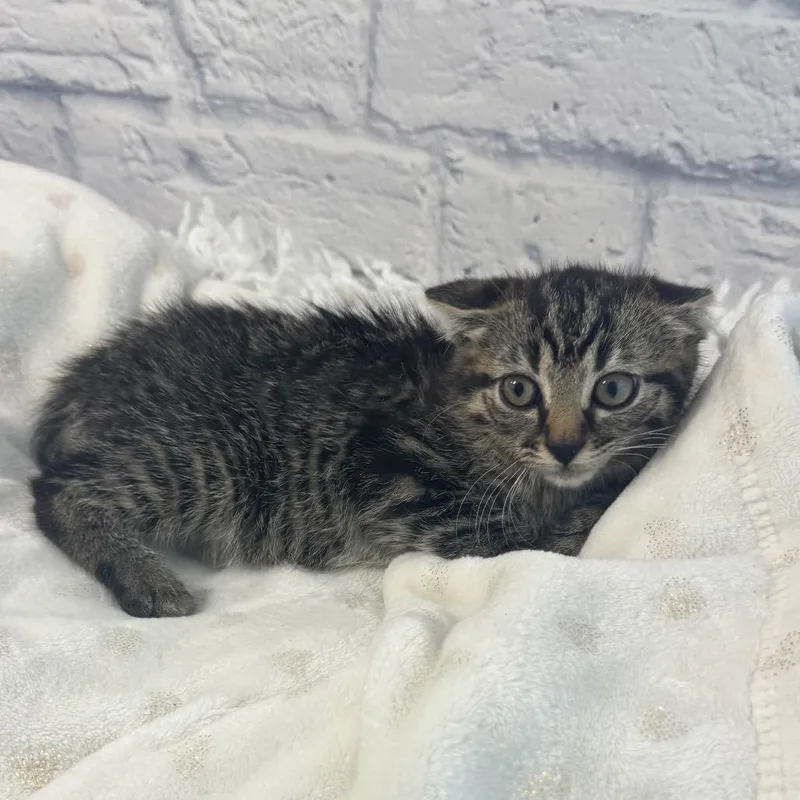A baby small-sized female Brown / Chocolate Domestic Short Hair cat named Fudgesicle for adoption in Harrisonburg, VA