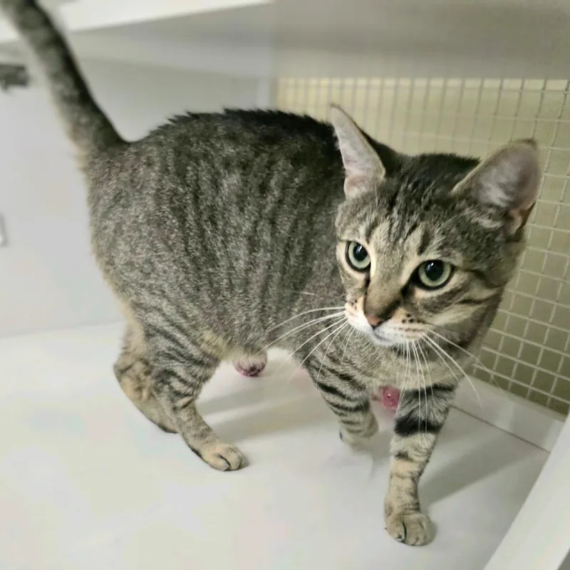 An adult large-sized female Brown / Chocolate Domestic Short Hair cat named Roxy for adoption in Hamburg, NY