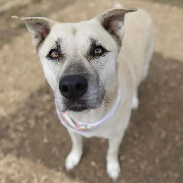 An adult large-sized male Labrador Retriever dog named Julian for adoption in San Antonio, TX