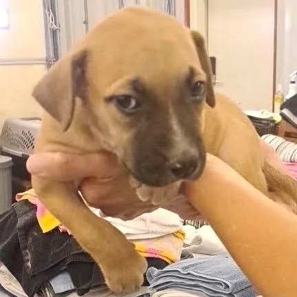 A baby small-sized male Yellow / Tan / Blond / Fawn Pit Bull Terrier dog named Krakatoa for adoption in Buffalo, MN