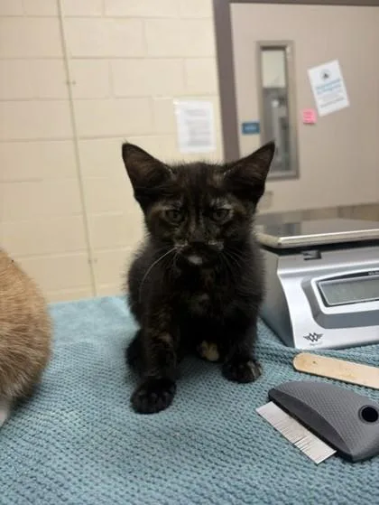 A baby small-sized female Domestic Short Hair cat named Pigeon for adoption in Westland, MI