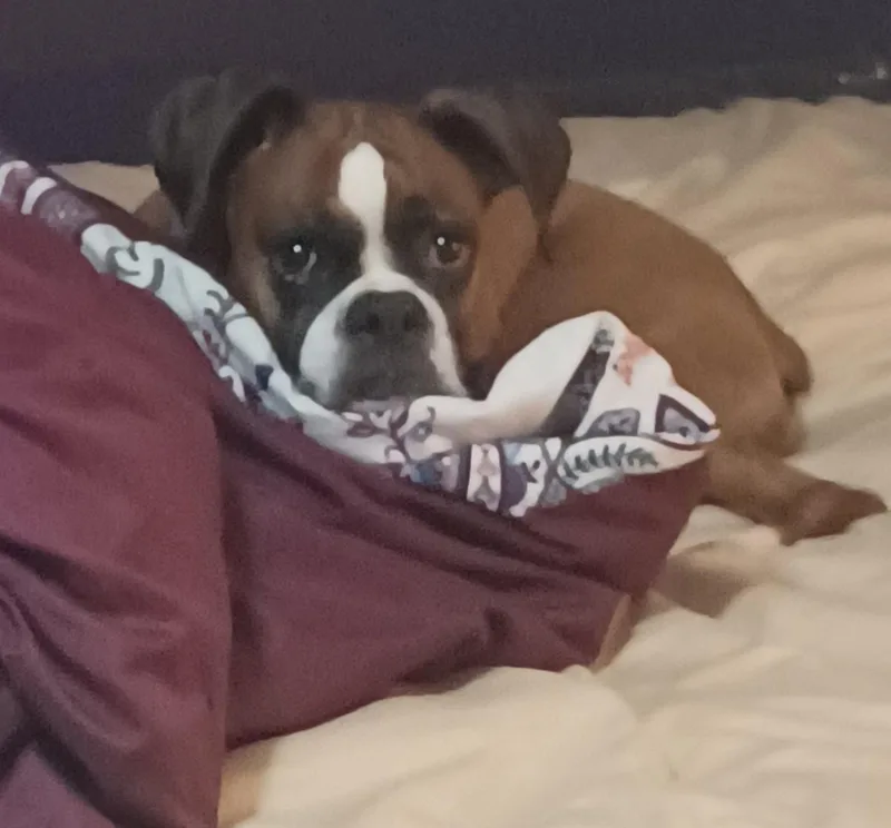 An adult medium-sized female Boxer dog named Rosie for adoption in Glocester, RI