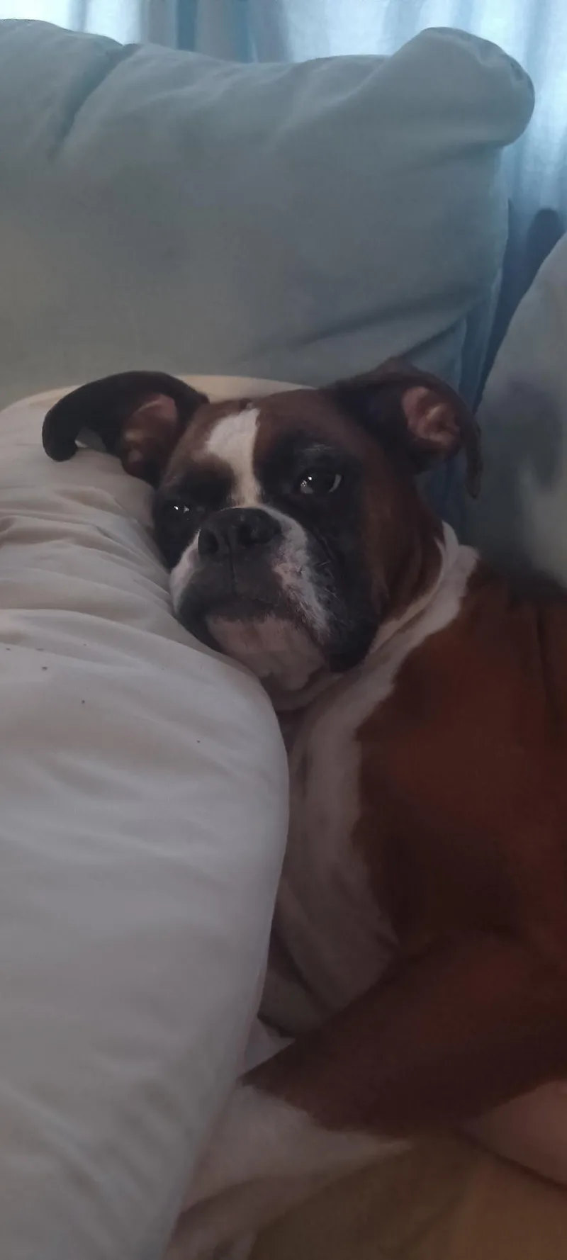 Rosie thumbnail 4