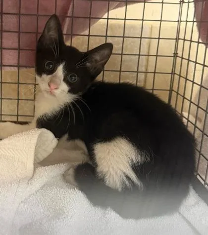 A baby small-sized male Domestic Short Hair cat named Tuxedo Tim for adoption in Honolulu, HI
