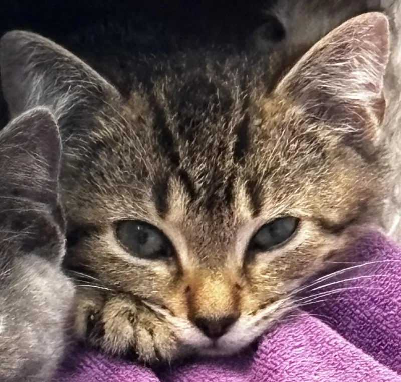 A baby medium-sized male Domestic Short Hair cat named Carl for adoption in Winchester, VA