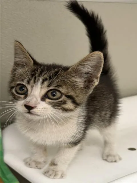 A baby small-sized male Domestic Short Hair cat named Damper for adoption in Tracy, CA