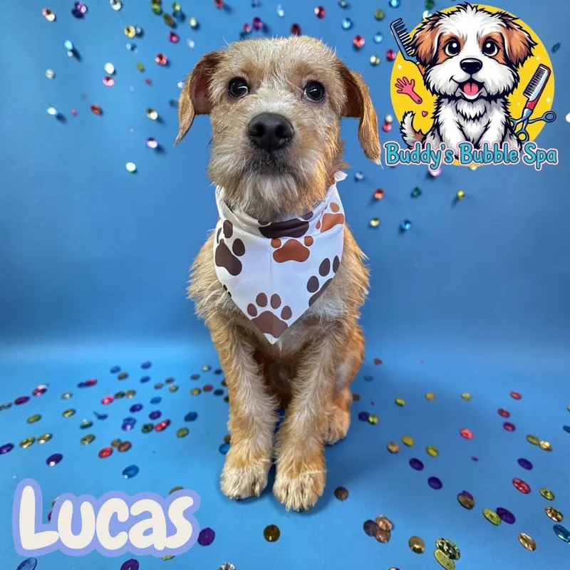 A baby medium-sized male Terrier dog named Lucas for adoption in Leander, TX