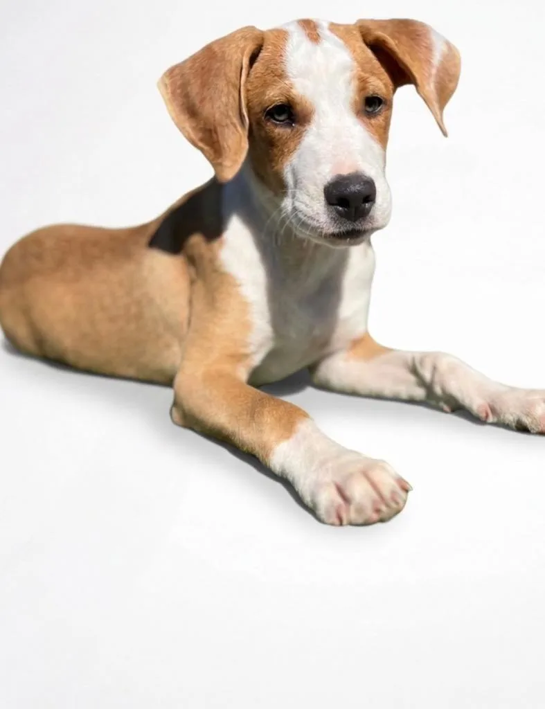 A baby medium-sized male Hound dog named Dante for adoption in Hudson, NY