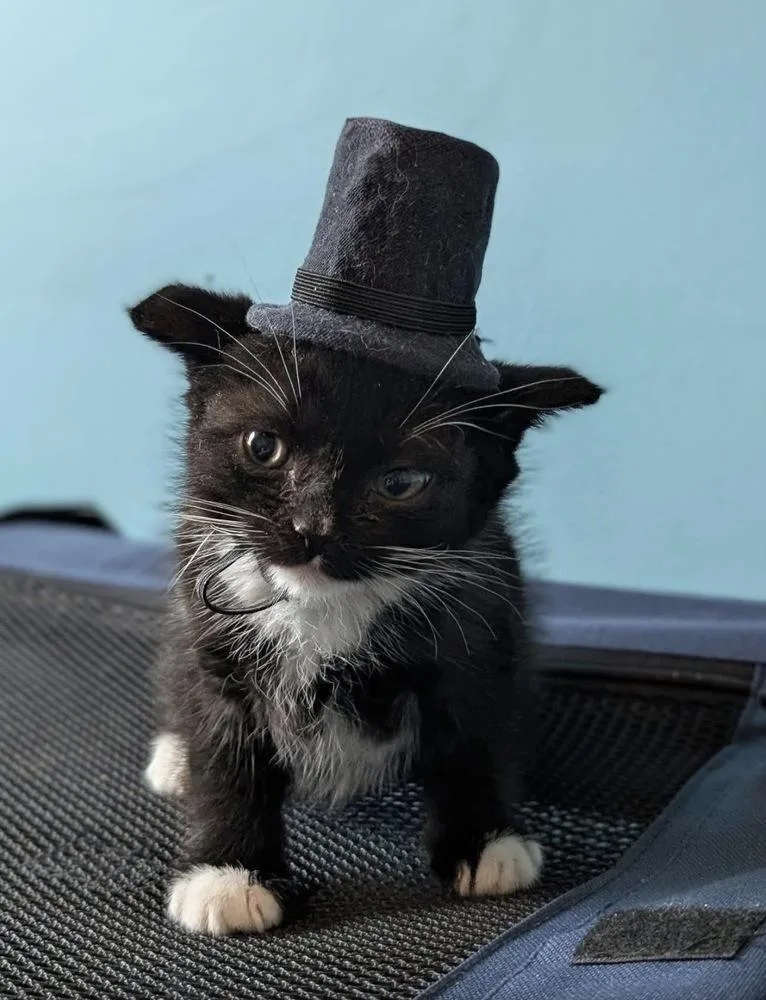 A baby small-sized male Black & White / Tuxedo Domestic Short Hair cat named Simon  Duke of for adoption in Poplar Grove, IL