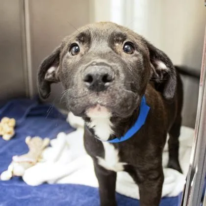 A baby small-sized male White / Cream Labrador Retriever dog named Charlie for adoption in Atlanta, GA