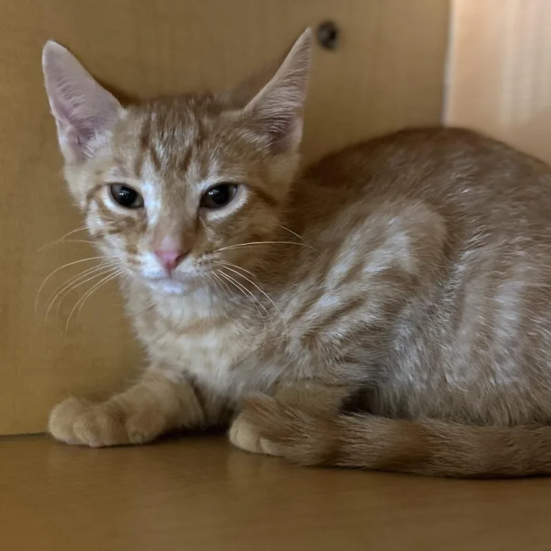 A baby small-sized male Orange / Red Domestic Short Hair cat named Deetz for adoption in Washington Township, OH