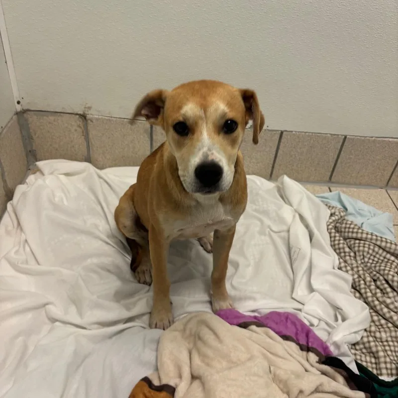 A baby medium-sized female Yellow / Tan / Blond / Fawn Mixed Breed dog named Reese Cup for adoption in Charleston, WV