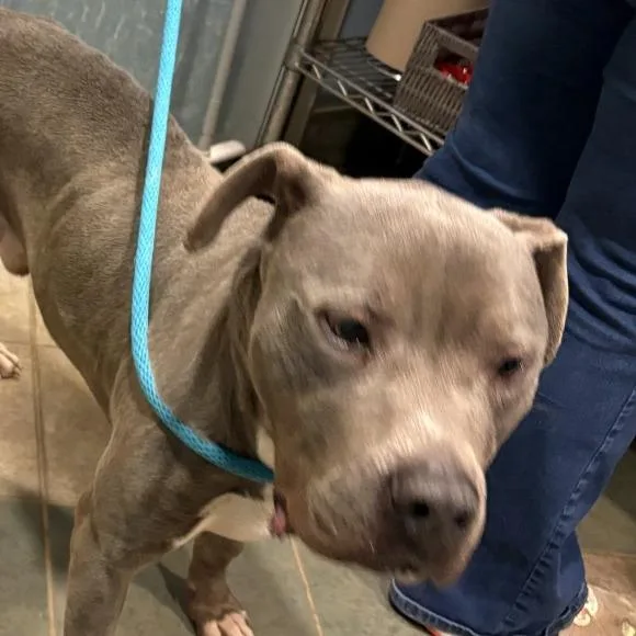 An adult large-sized male Gray / Blue / Silver Mixed Breed dog named Samson for adoption in Chattanooga, TN