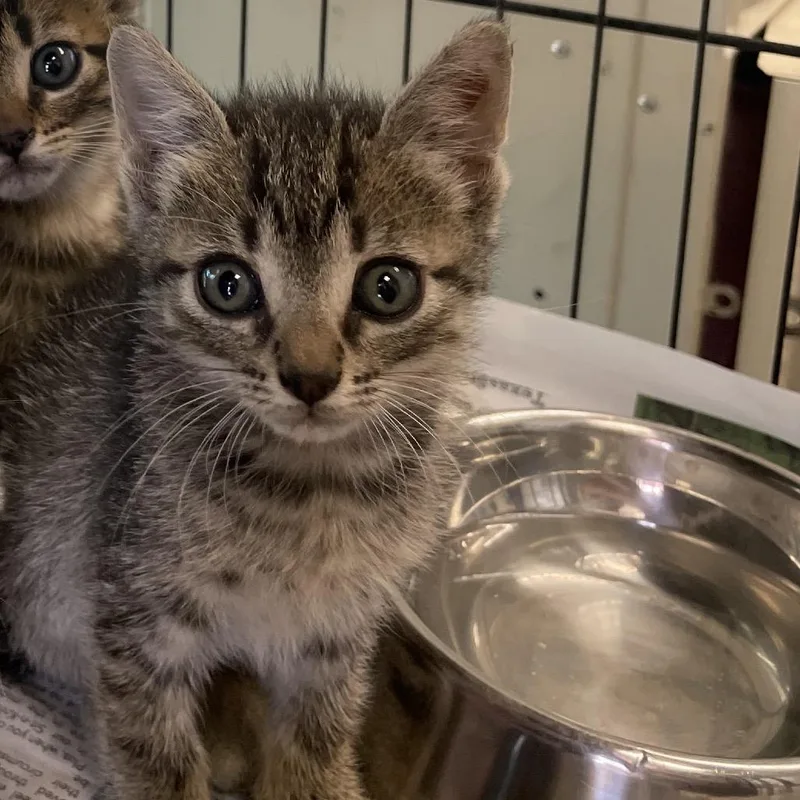 A baby small-sized female Brown / Chocolate Domestic Short Hair cat named Scarlett for adoption in San Antonio, TX