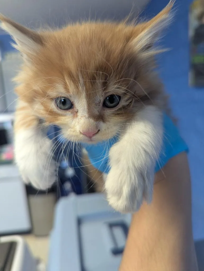 A baby medium-sized male Domestic Long Hair cat named Snickerdoodle for adoption in Logan, UT