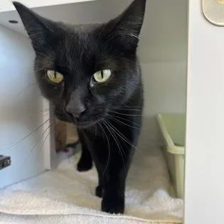 An adult large-sized male Domestic Short Hair cat named Charlie for adoption in Rapid City, SD