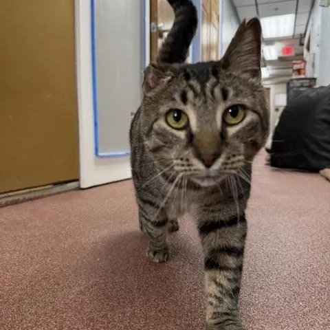 A senior large-sized male Tabby (Brown / Chocolate) Domestic Short Hair cat named Chucky for adoption in Saranac Lake, NY
