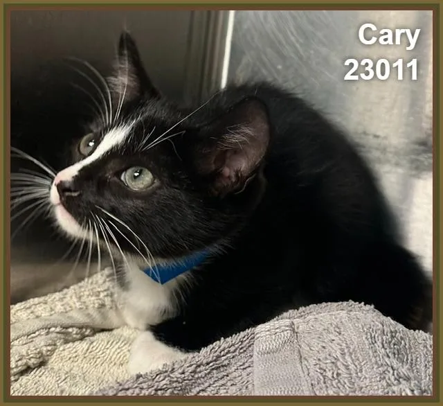 A baby medium-sized male Black & White / Tuxedo Domestic Short Hair cat named Cary for adoption in Marietta, GA