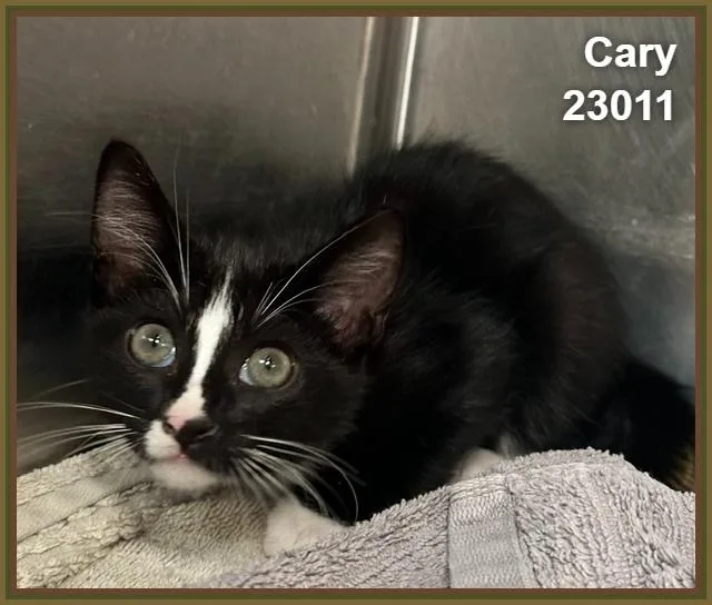 Cary thumbnail 2