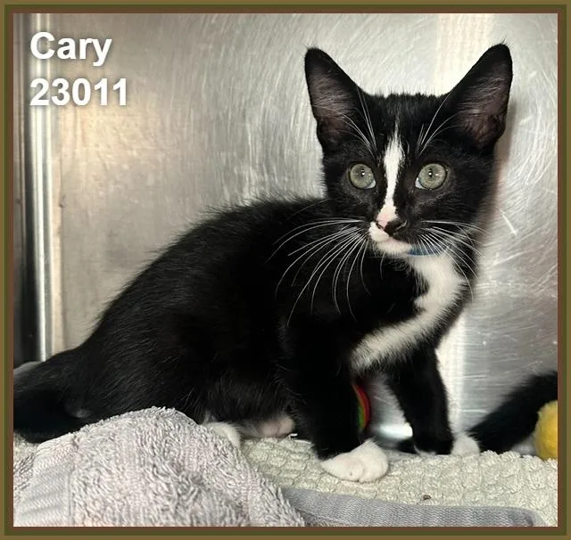 Cary thumbnail 3