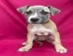 A young medium-sized female Bulldog dog named Kendall for adoption in Miami, FL