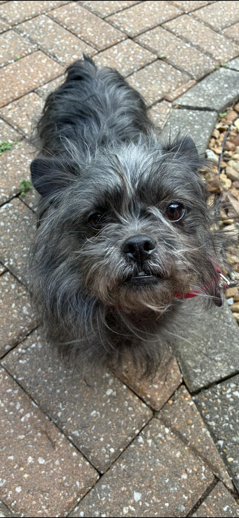 Magnolia thumbnail 2