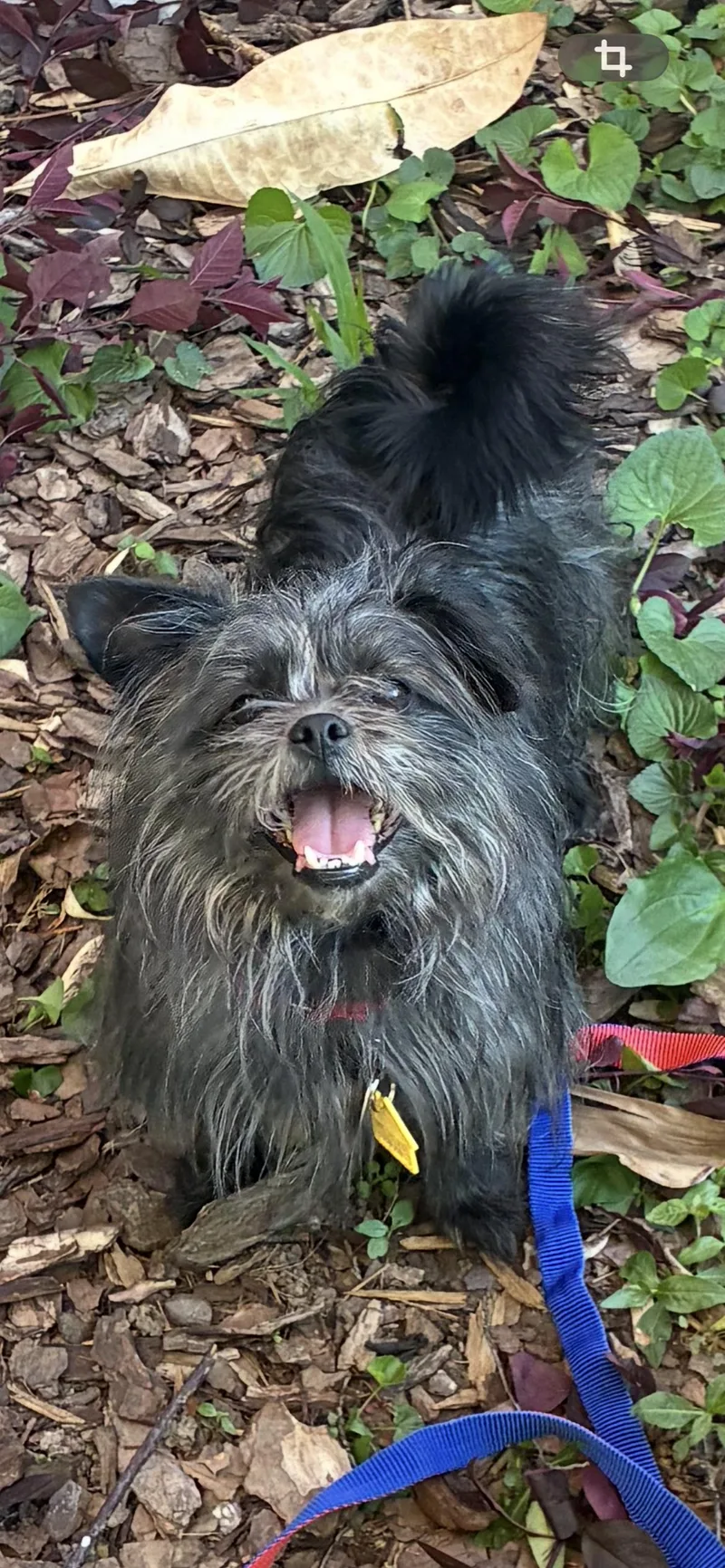 An adult small-sized female Gray / Blue / Silver Yorkshire Terrier dog named Magnolia for adoption in Saint Louis, MO