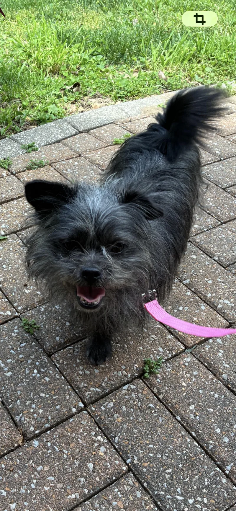 Magnolia thumbnail 3