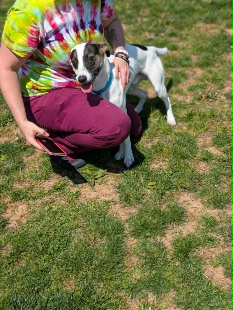 An adult medium-sized male Tricolor (Brown, Black, & White) Mixed Breed dog named Flapjack for adoption in Chambersburg, PA