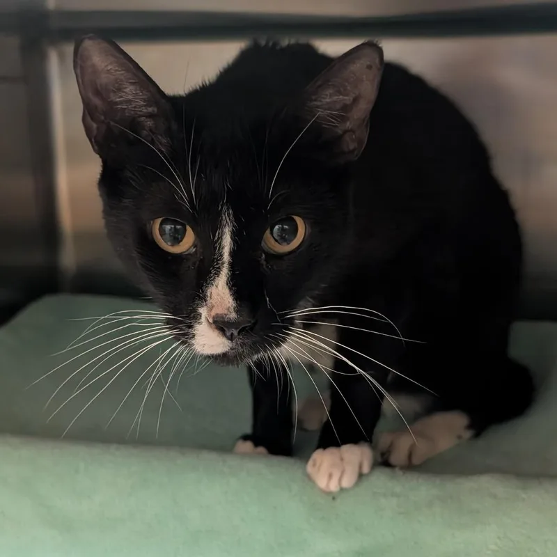 A senior large-sized male Black Domestic Short Hair cat named Alfie for adoption in Naples, FL