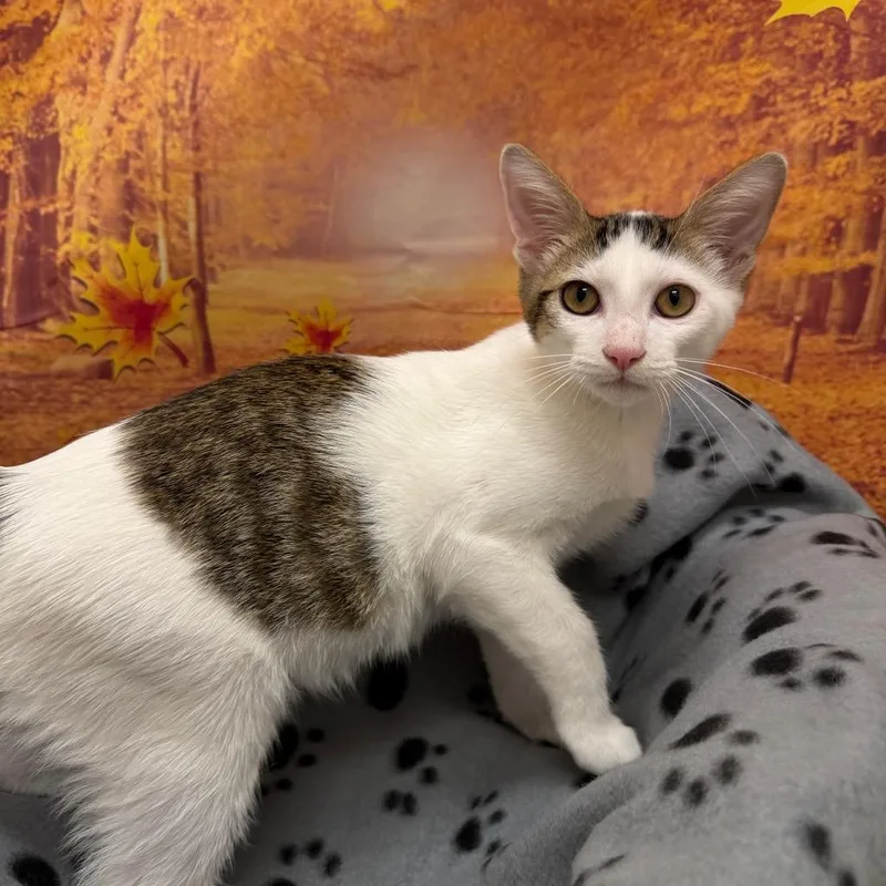 A baby small-sized male Domestic Short Hair cat named Carbon for adoption in Newberg, OR