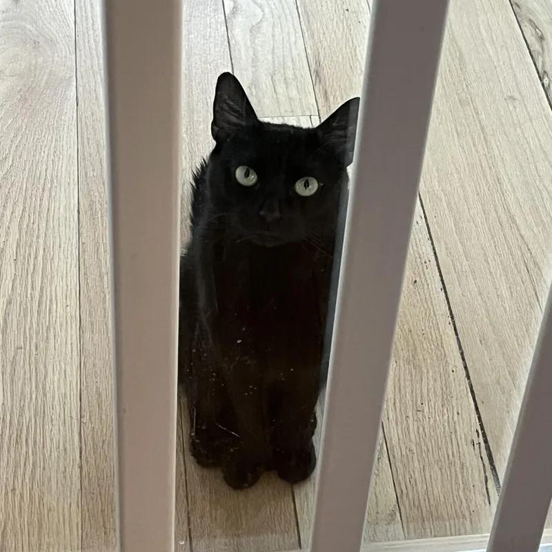 A young medium-sized female Black American Shorthair cat named Tatum for adoption in Hull, MA