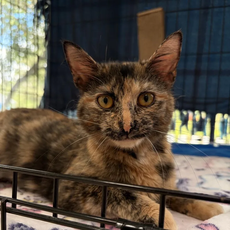 An adult medium-sized female Tortoiseshell Domestic Short Hair cat named Pixie Dust for adoption in Deerfield, IL