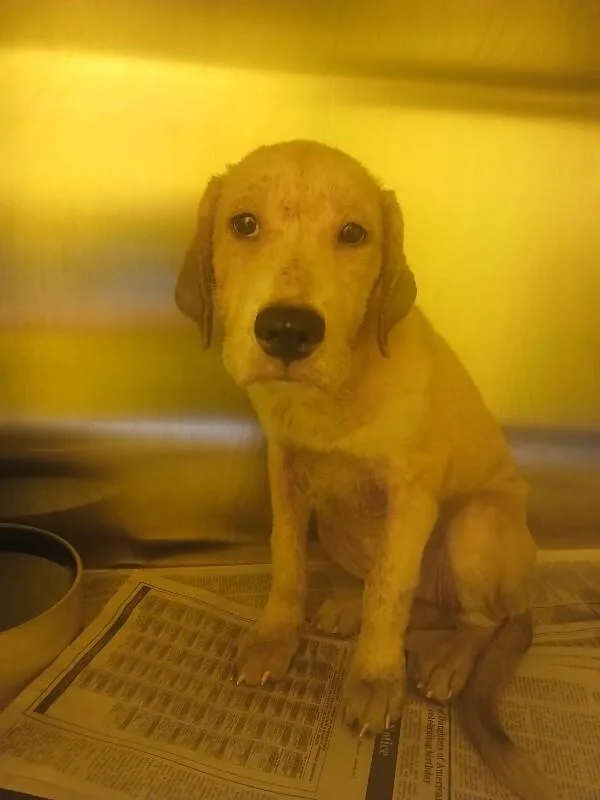 A young medium-sized female Yellow / Tan / Blond / Fawn Mixed Breed dog named Sadie for adoption in Jackson, TN