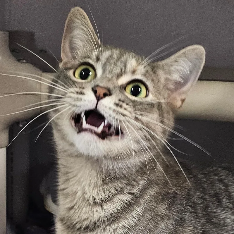A young medium-sized female Gray / Blue / Silver Domestic Short Hair cat named Meredith Grey for adoption in Grinnell, IA