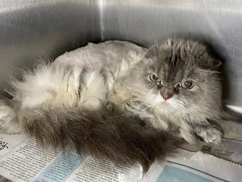 A senior medium-sized male Himalayan cat named Ricotta for adoption in Roanoke, VA