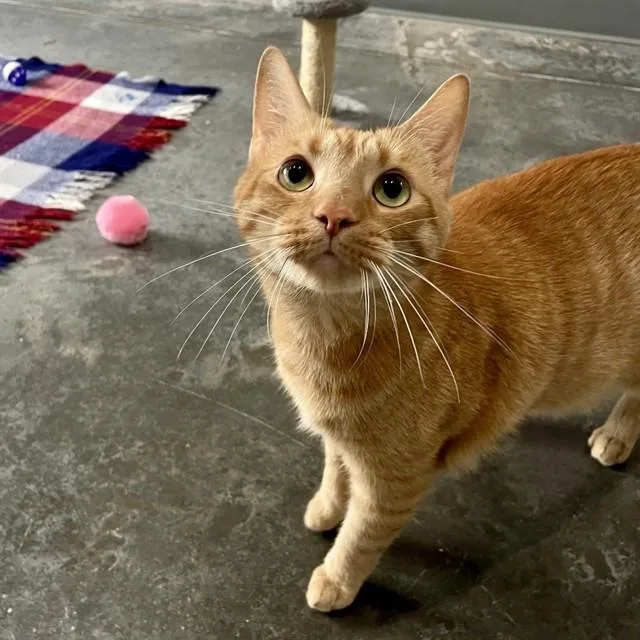 An adult small-sized male Domestic Short Hair cat named Salvator for adoption in Westminster, MD