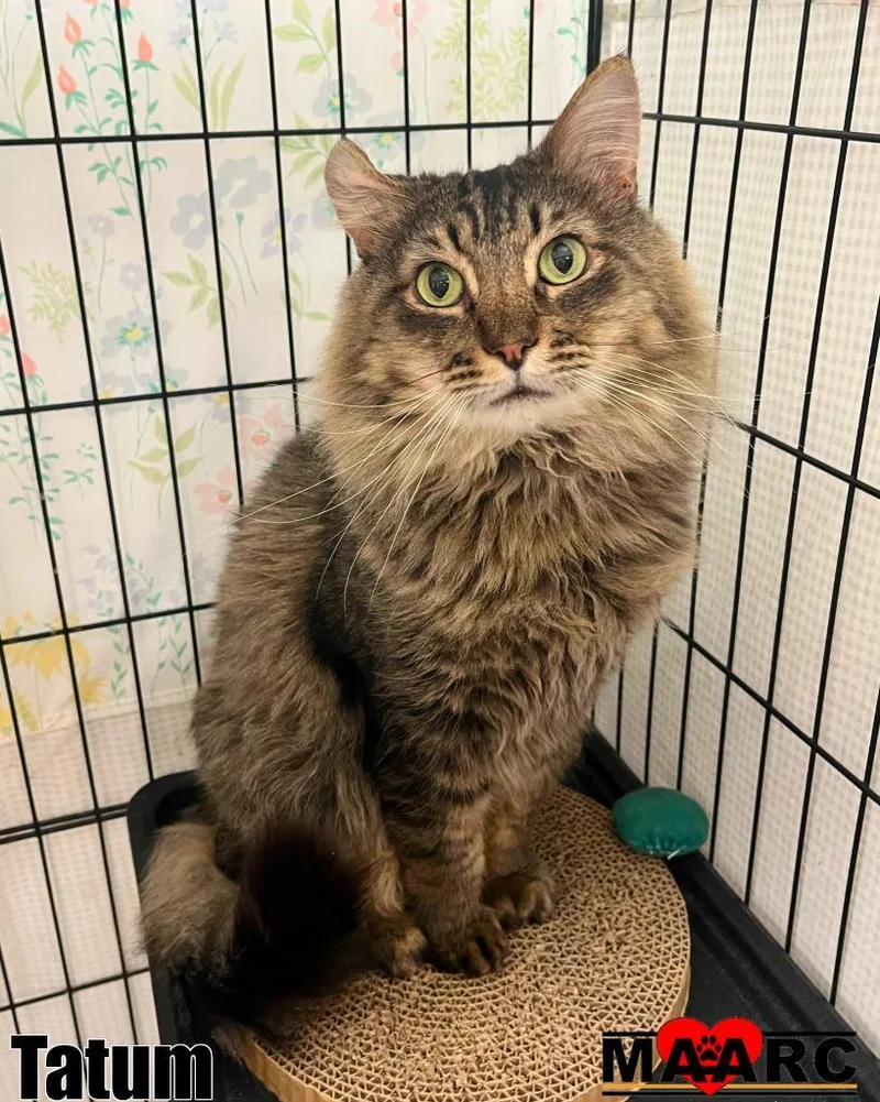 An adult medium-sized male Domestic Long Hair cat named Tatum for adoption in Maryville, TN