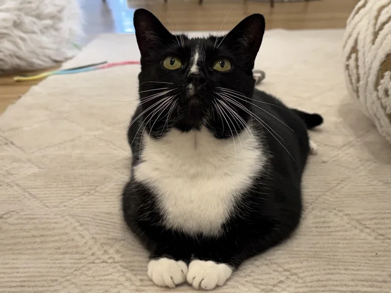 Milkshake thumbnail 2