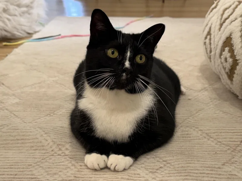 Milkshake thumbnail 4