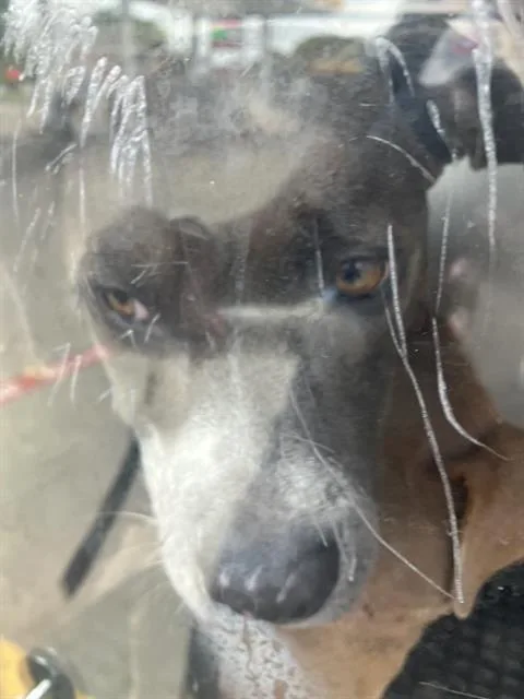 A young medium-sized female Mixed Breed dog named Harper for adoption in Dallas, TX