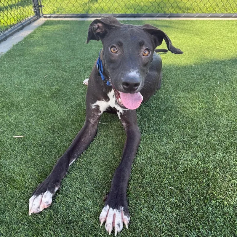 A young medium-sized male Mixed Breed dog named Scott for adoption in Bradenton, FL