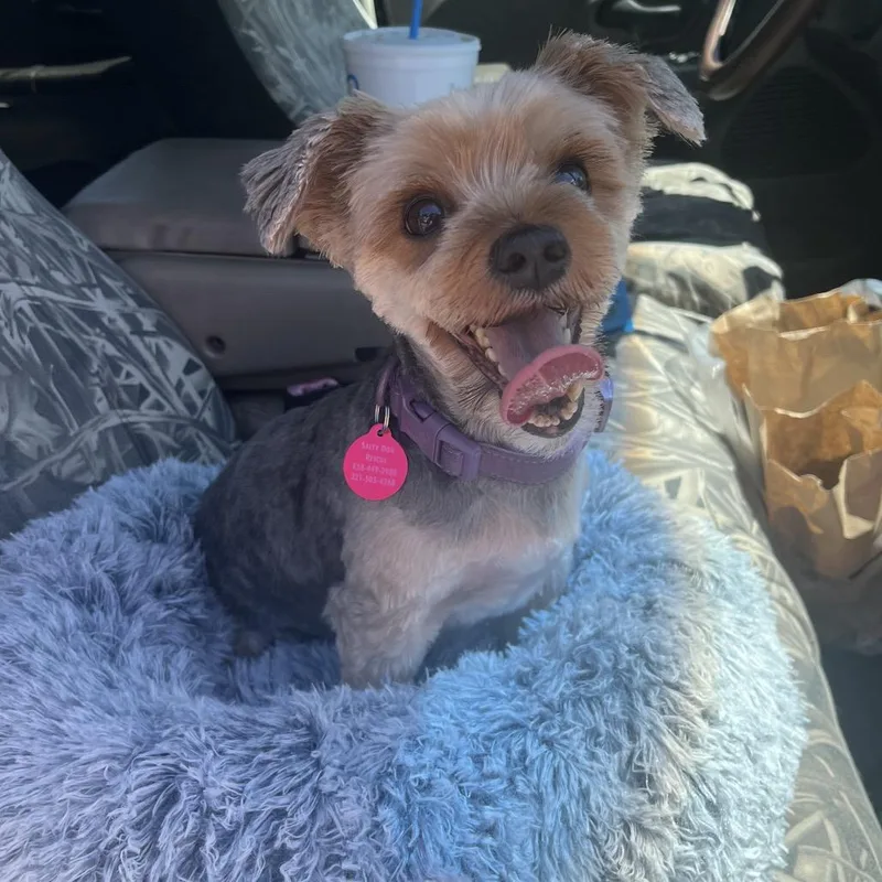 Princess Poppy