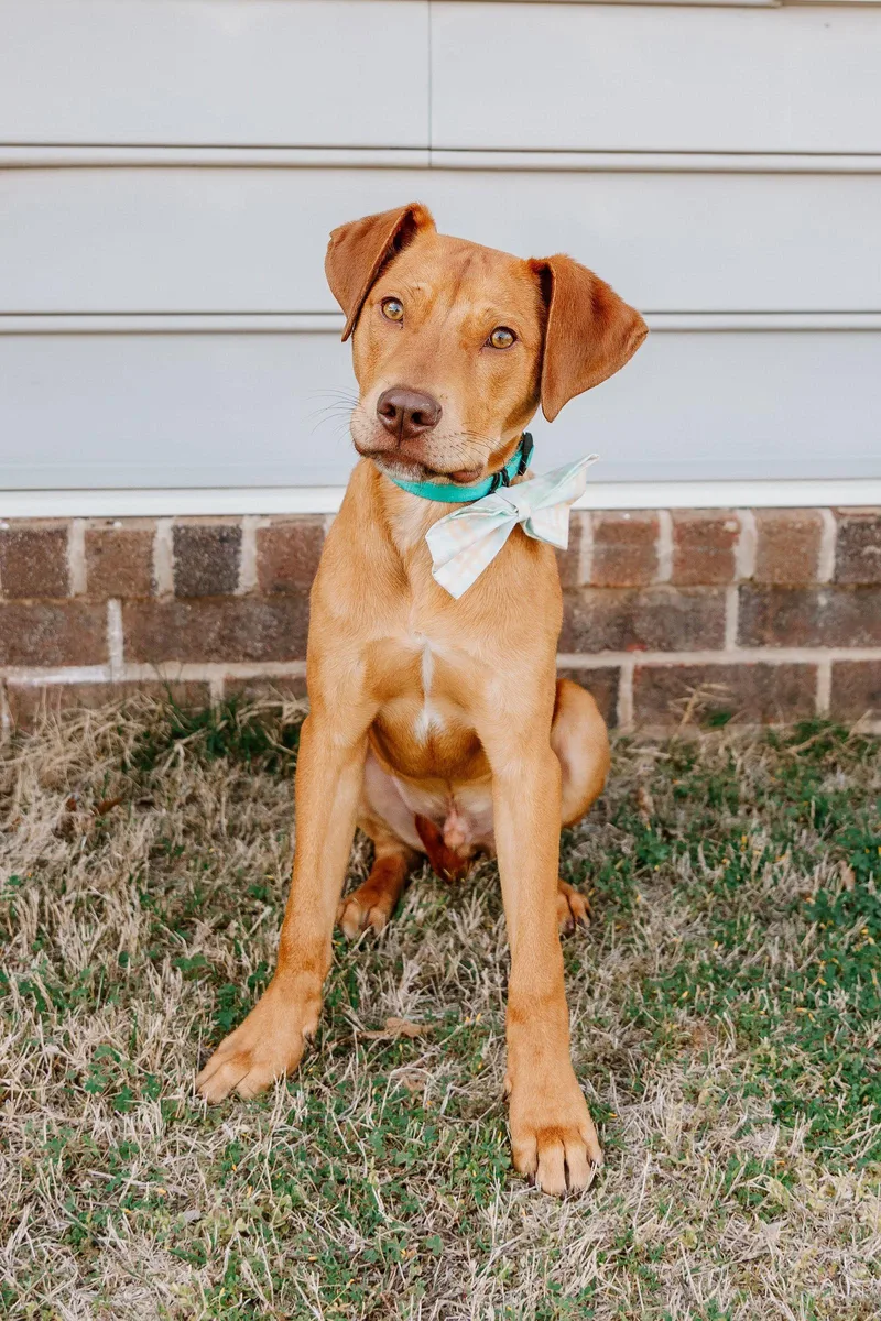 A young medium-sized male Vizsla dog named Mozart for adoption in Tonawanda, NY