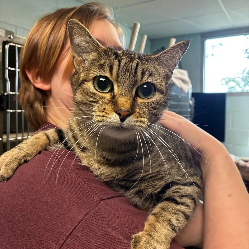 An adult large-sized female Brown / Chocolate Domestic Short Hair cat named Swiper for adoption in Fredericksburg, VA
