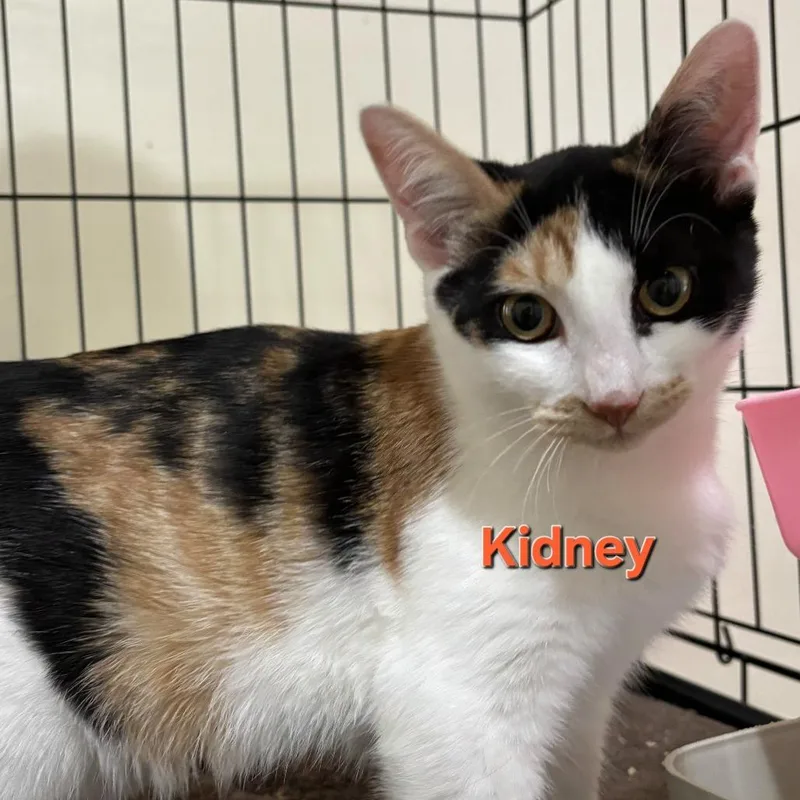A young medium-sized female Calico Domestic Short Hair cat named A Kidney for adoption in Centralia, WA