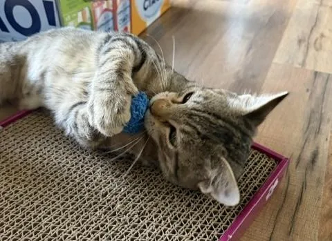 A baby medium-sized female Tabby (Buff / Tan / Fawn) Domestic Short Hair cat named Bella Bella for adoption in Amherst, MA