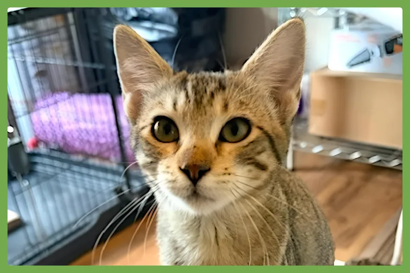 Bella Bella thumbnail 3